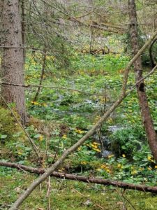 Auf dem Weg vom Wassermann zum Wasserfall