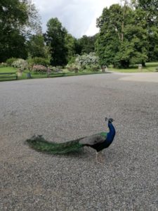 Bäume und Pfauen im Schloss Eggenberg