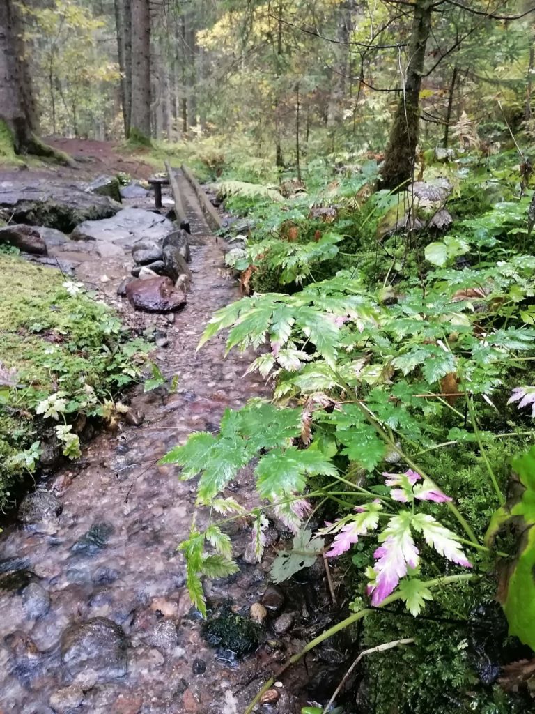 Wasserspiel im Wald