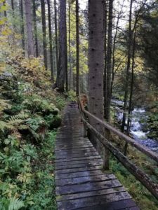 Rutschiger Weg in den Wald